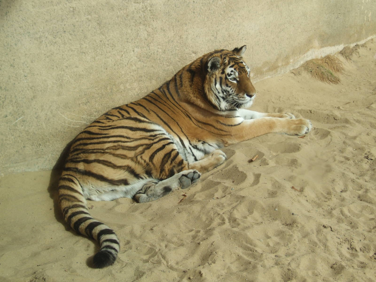 Amur Tiger at Hannover, 23/03/13