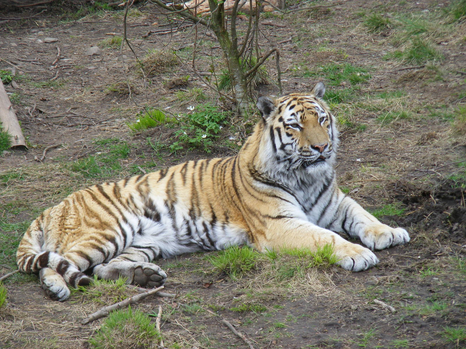 Amur tiger at Highland Wildlife Park, 17 May 2010