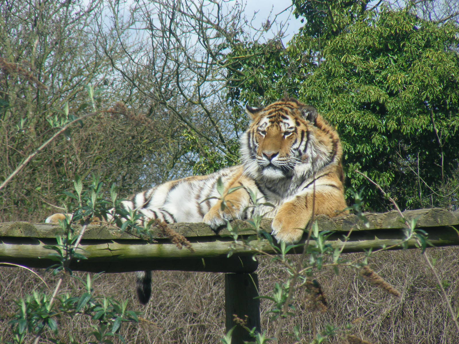 Amur tiger at Howletts Wild Animal Park, 3 April 2010