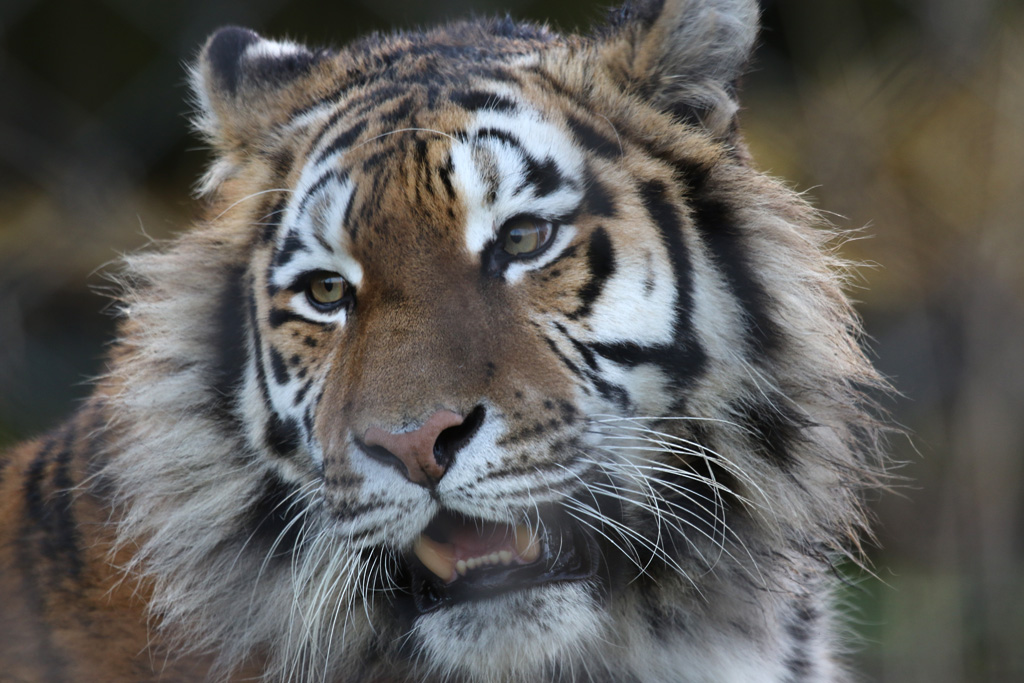 Amur Tiger at Knowsley Safari 22/12/2016