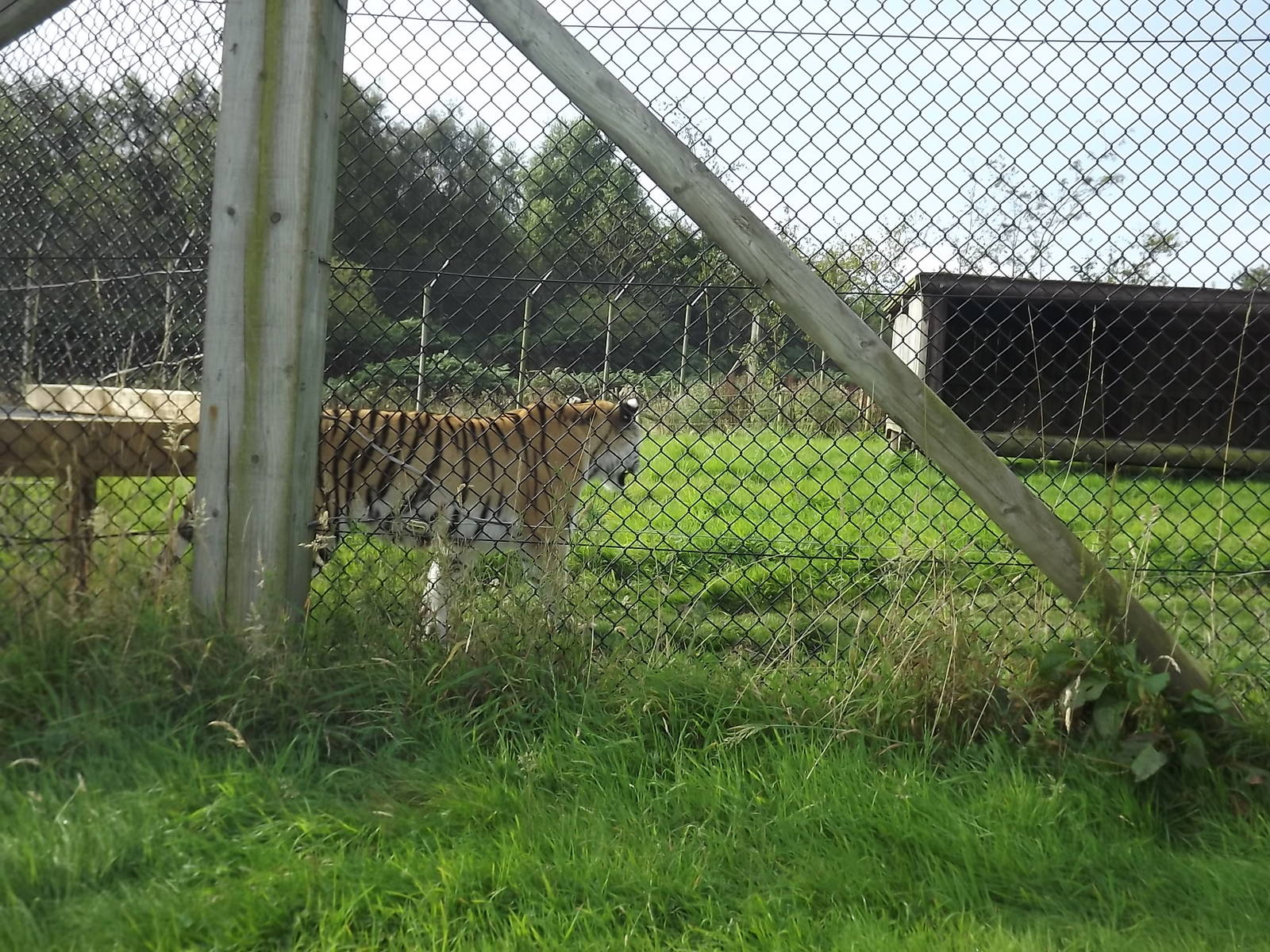 Amur Tiger at Knowsley Safari Park 08/09/12