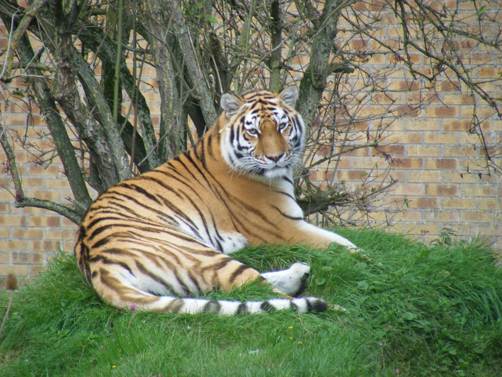 Amur tiger at Linton Zoo, 11 September 2010