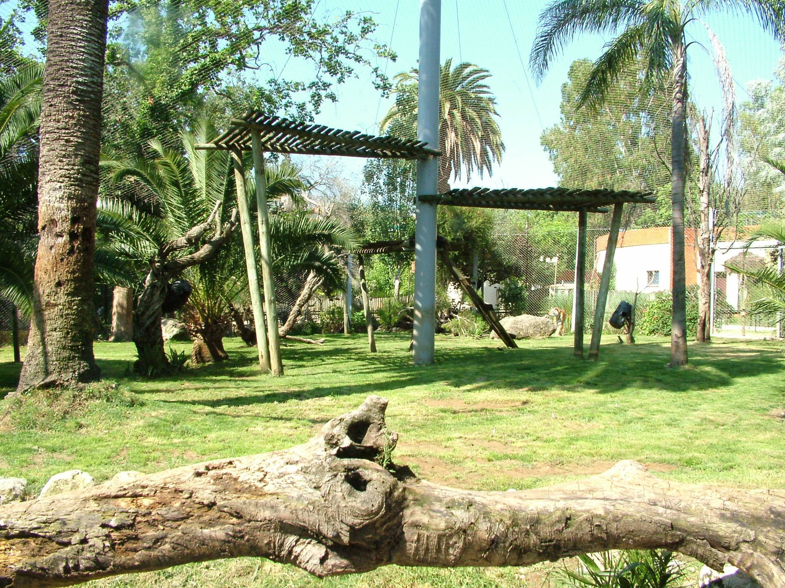 Amur Tiger at Lisbon Zoo, 24/05/11