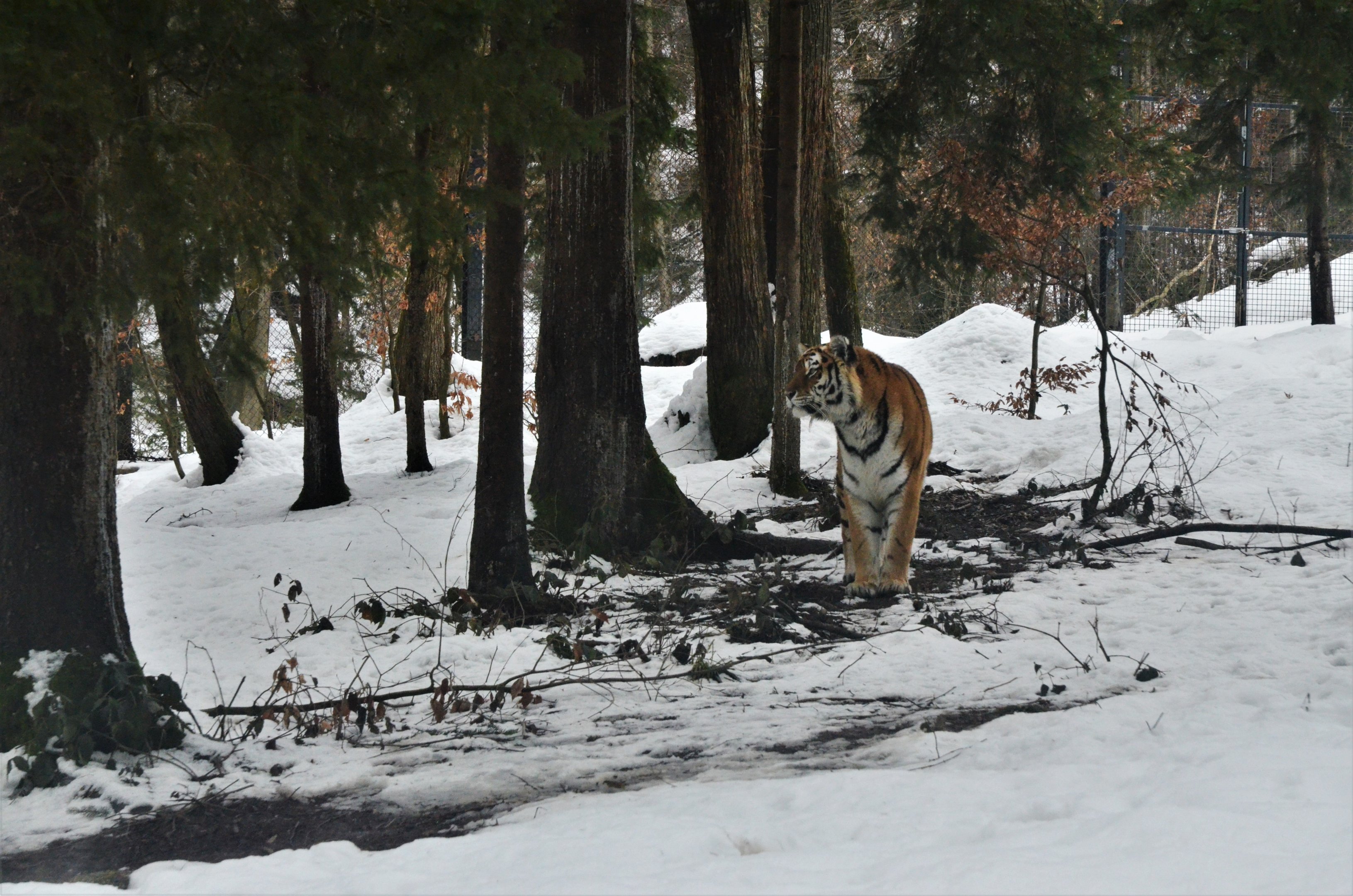 Amur Tiger at Ljubljana Zoo, 07/03/18