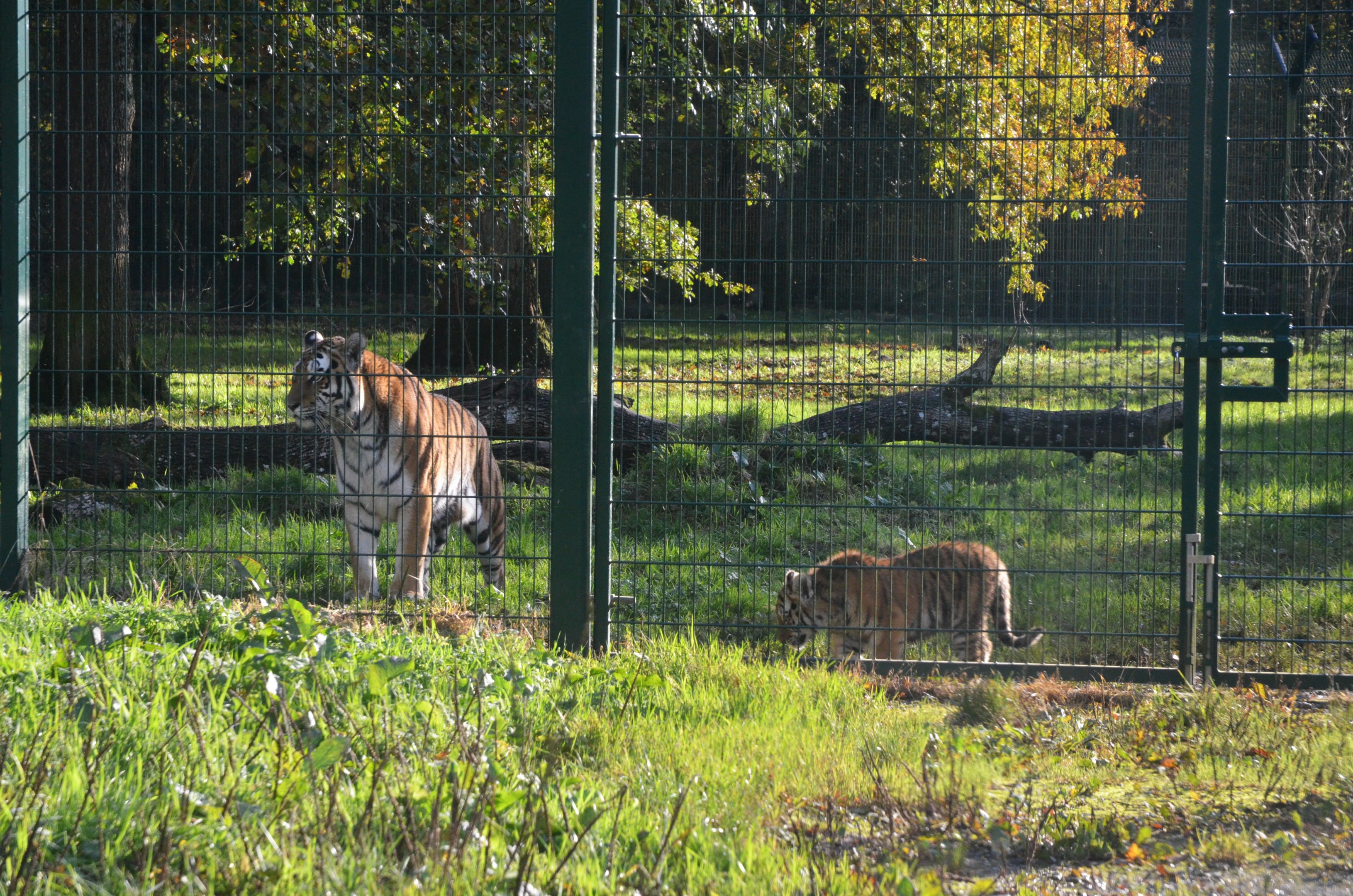 Amur Tiger at Longleat, 03/11/19