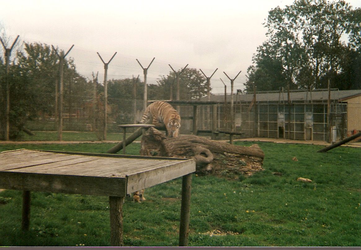 Amur Tiger at Marwell Zoo, 4 October 1995