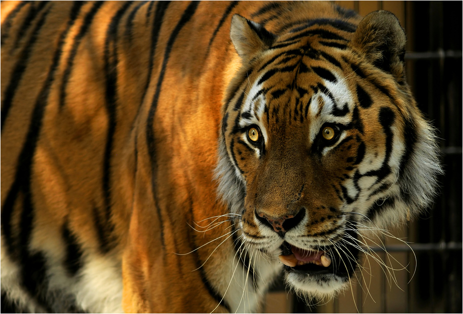 Amur tiger at Neuwied zoo