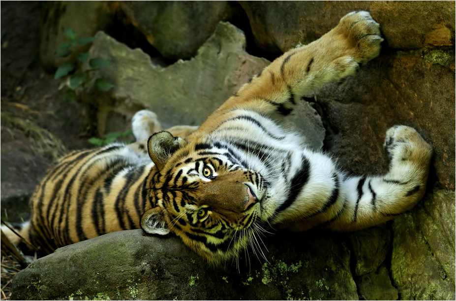 Amur tiger at nuremberg zoo