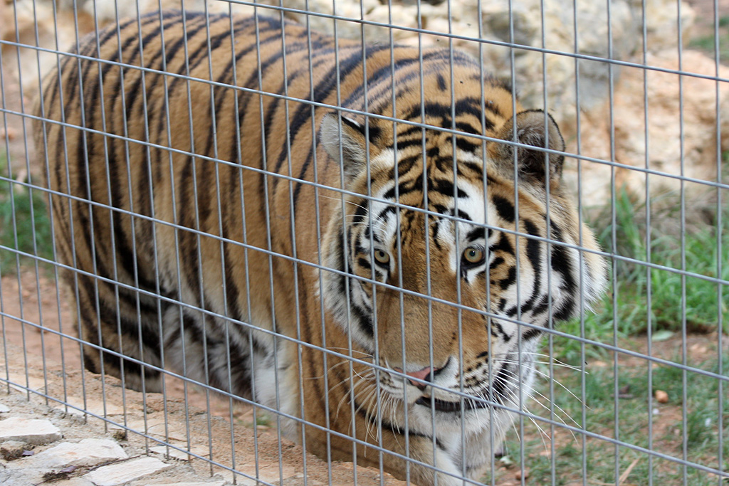 Amur Tiger at Pafos Zoo 2/11/12