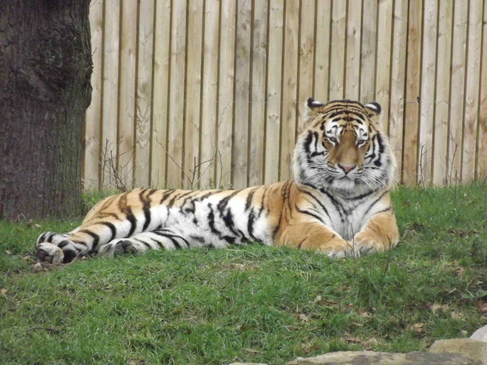 Amur Tiger at Yorkshire Wildlife Park 18/02/12