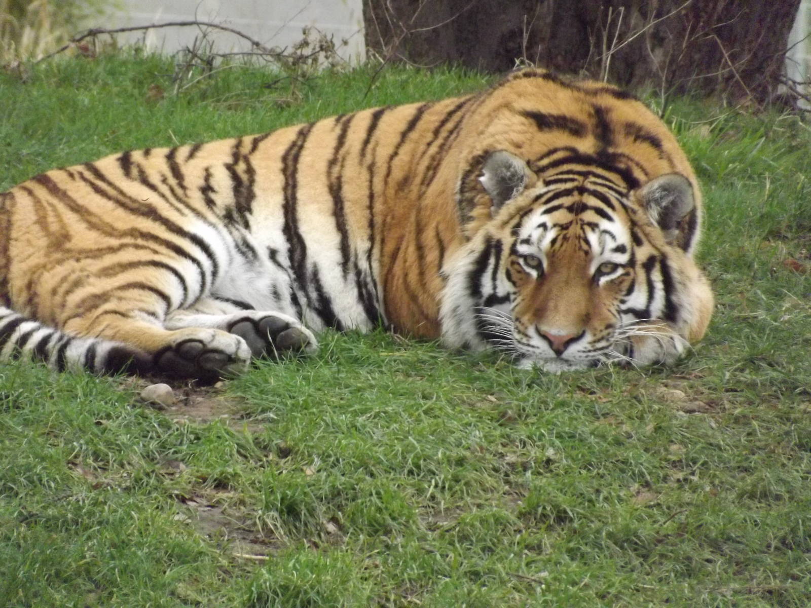 Amur Tiger at Yorkshire Wildlife Park 18/02/12