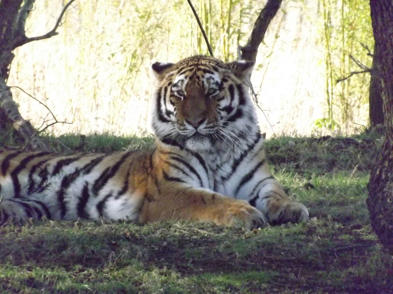 Amur Tiger at Yorkshire Wildlife Park 18/02/12