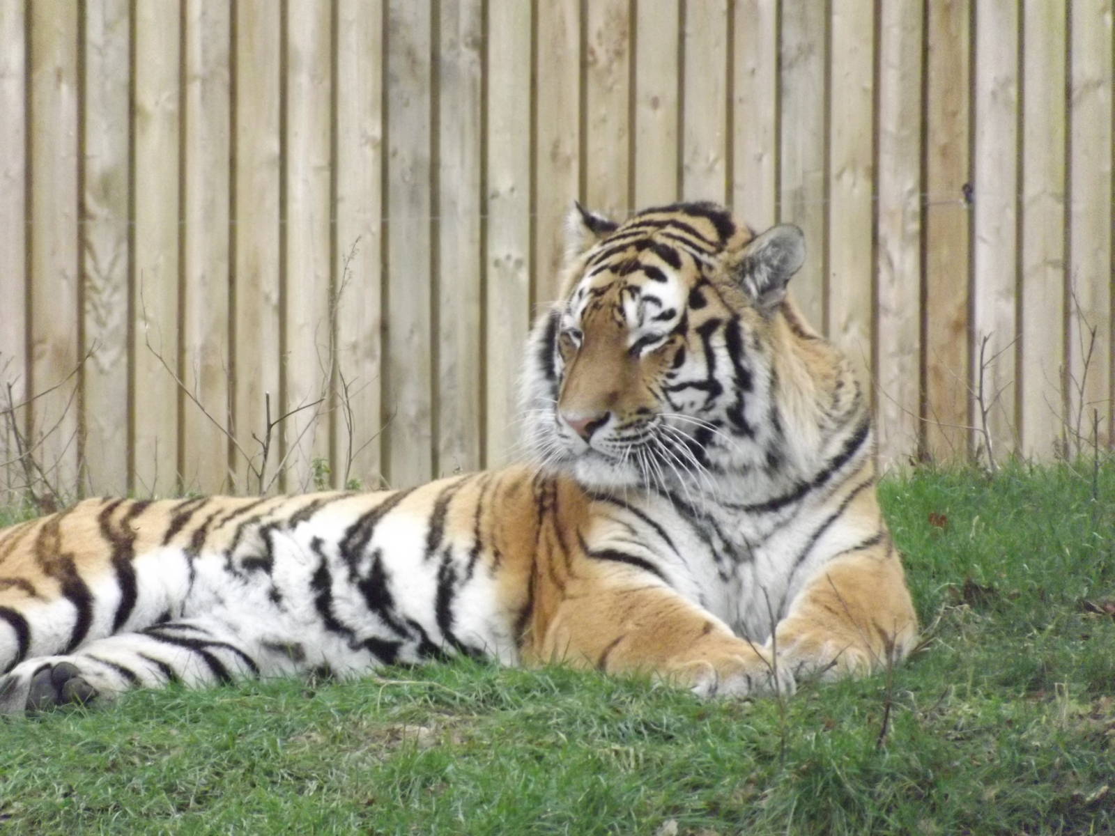 Amur Tiger at Yorkshire Wildlife Park 18/02/12