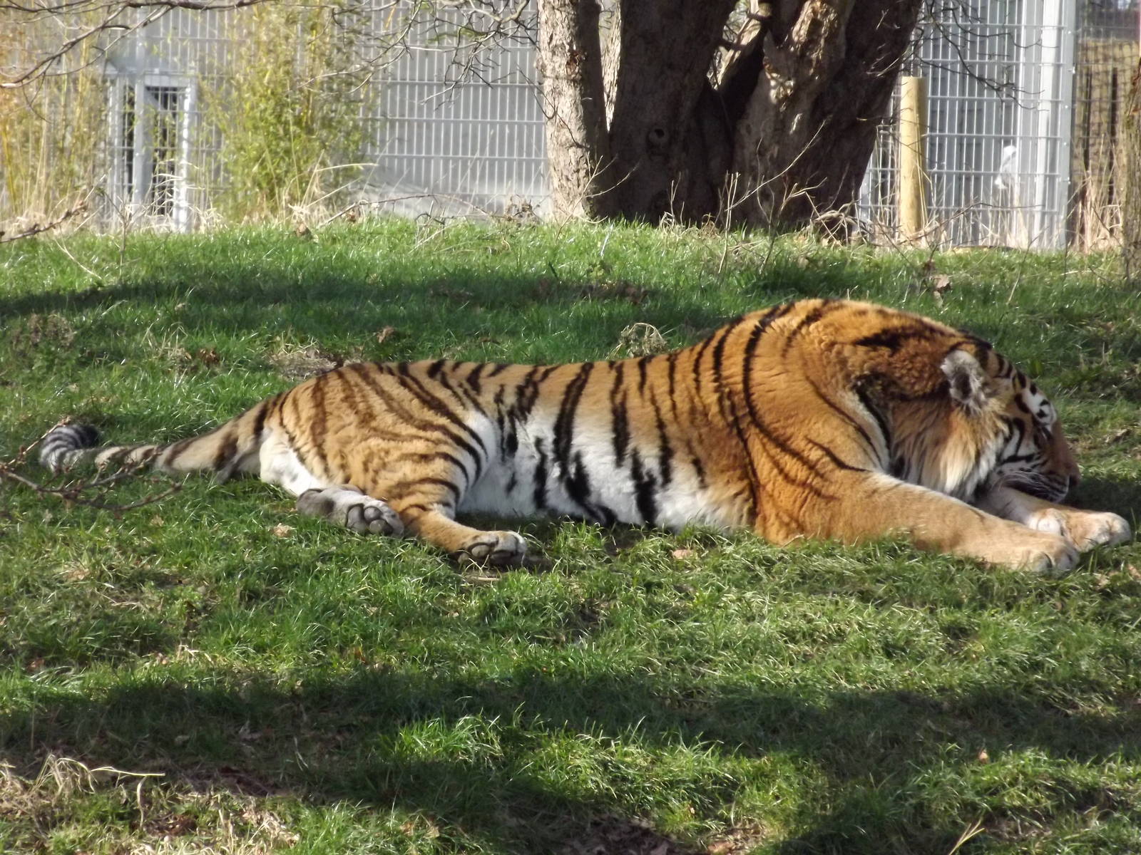 Amur Tiger at Yorkshire Wildlife Park 18/02/12