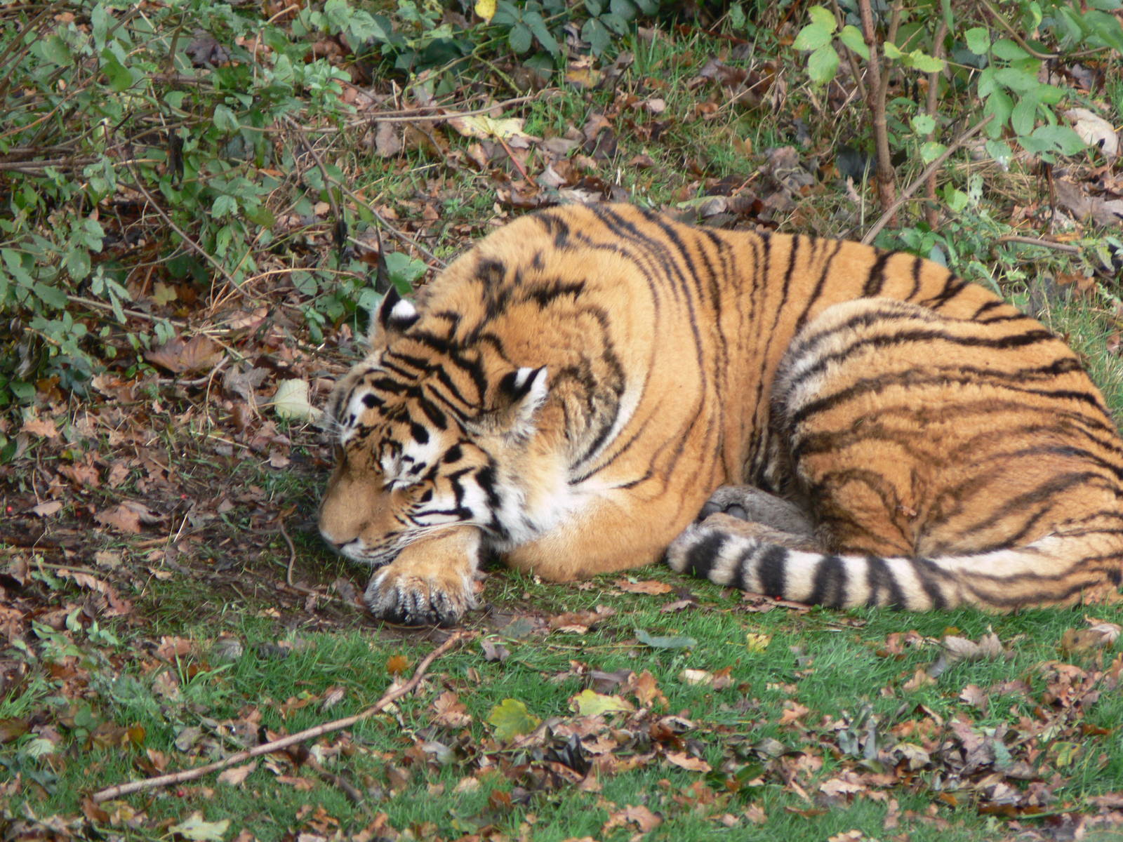 Amur Tiger at Yorkshire WP 01/11/12