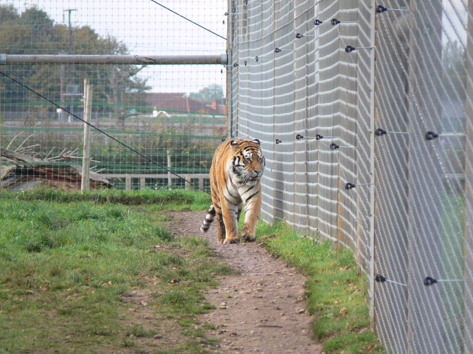 Amur Tiger at Yorkshire WP 01/11/12