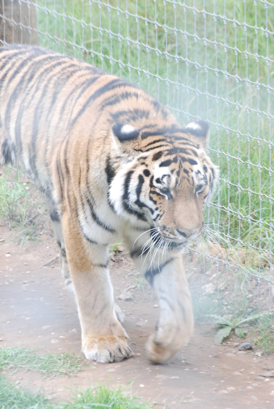 Amur Tiger at Yorkshire WP, 07/08/11