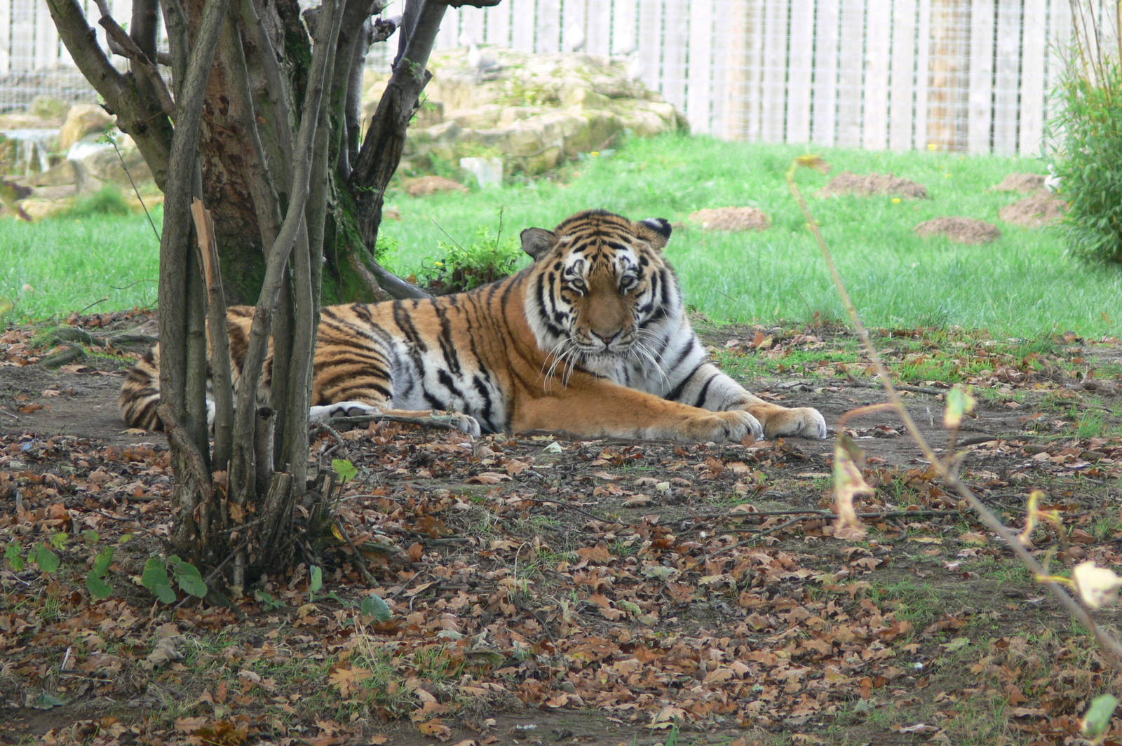 Amur Tiger at Yorkshire WP, 28/10/14