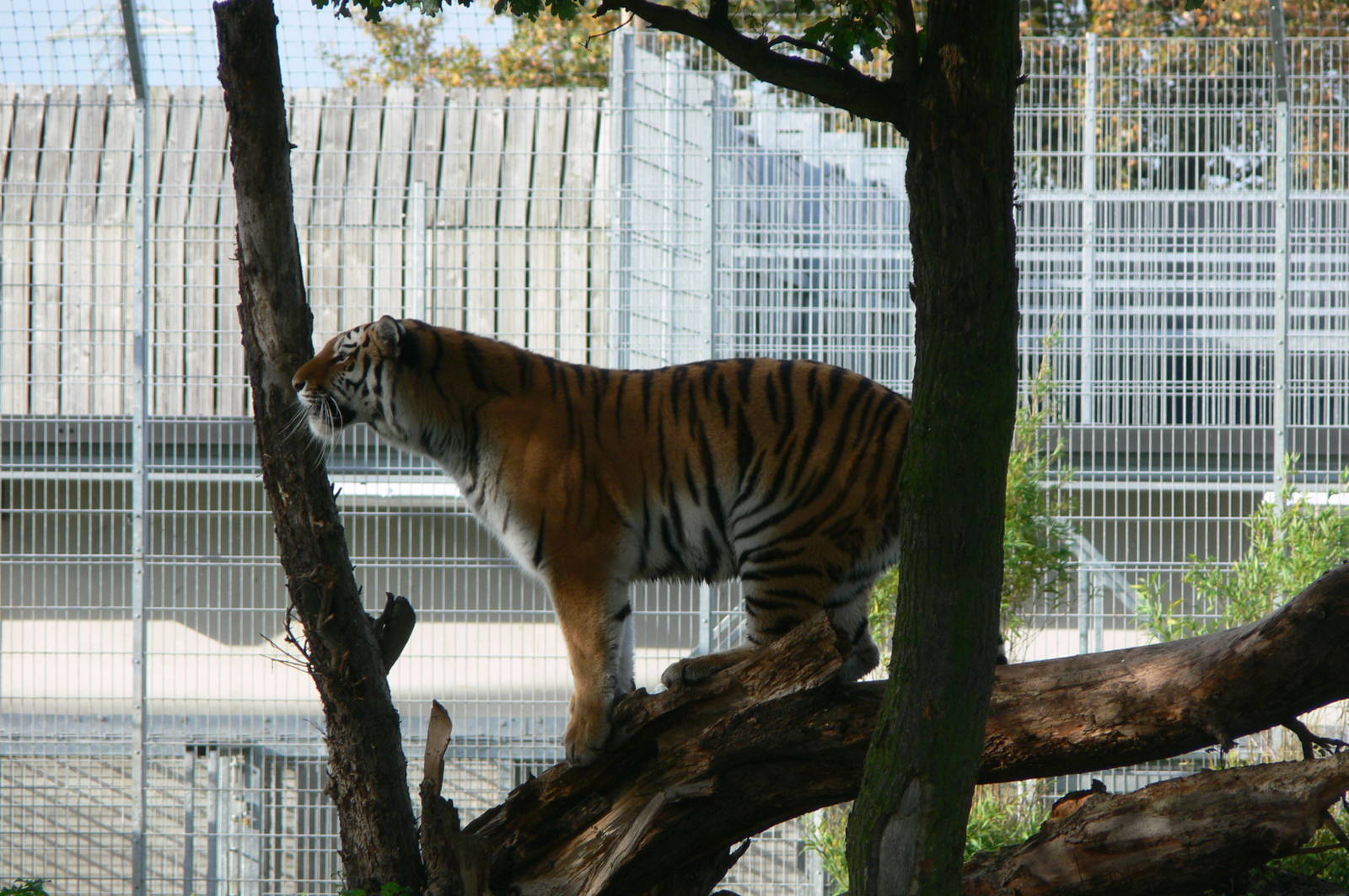 Amur Tiger at Yorkshire WP, 28/10/14