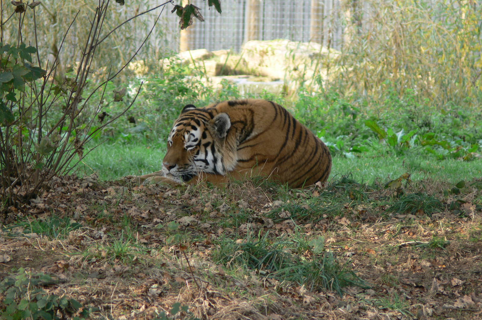 Amur Tiger at Yorkshire WP, 28/10/14
