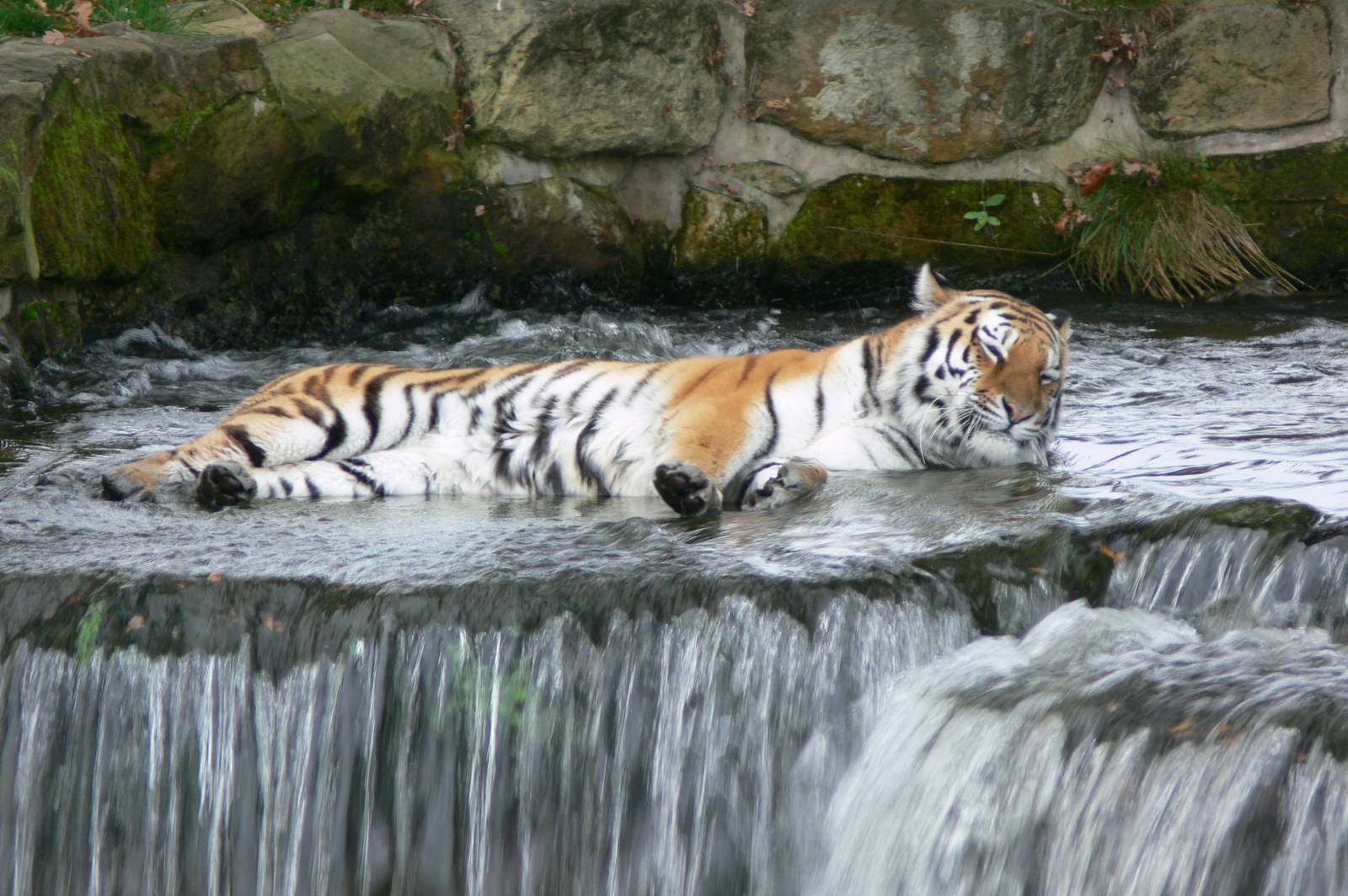 Amur Tiger at Yorkshire WP, 28/10/14
