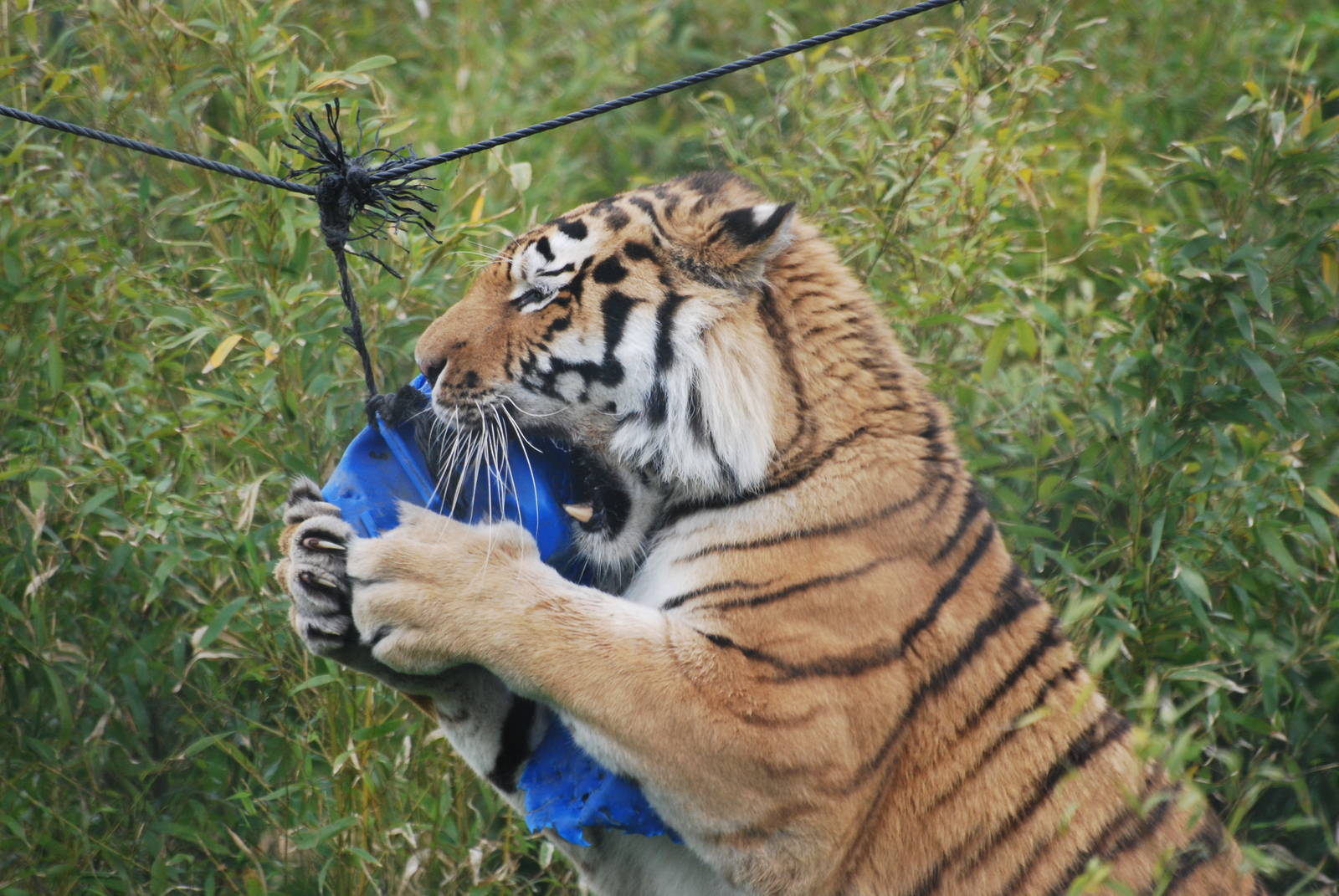 Amur tiger attacking a barrel