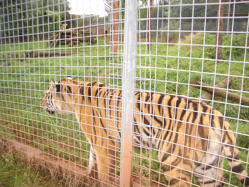 Amur Tiger - August 2004