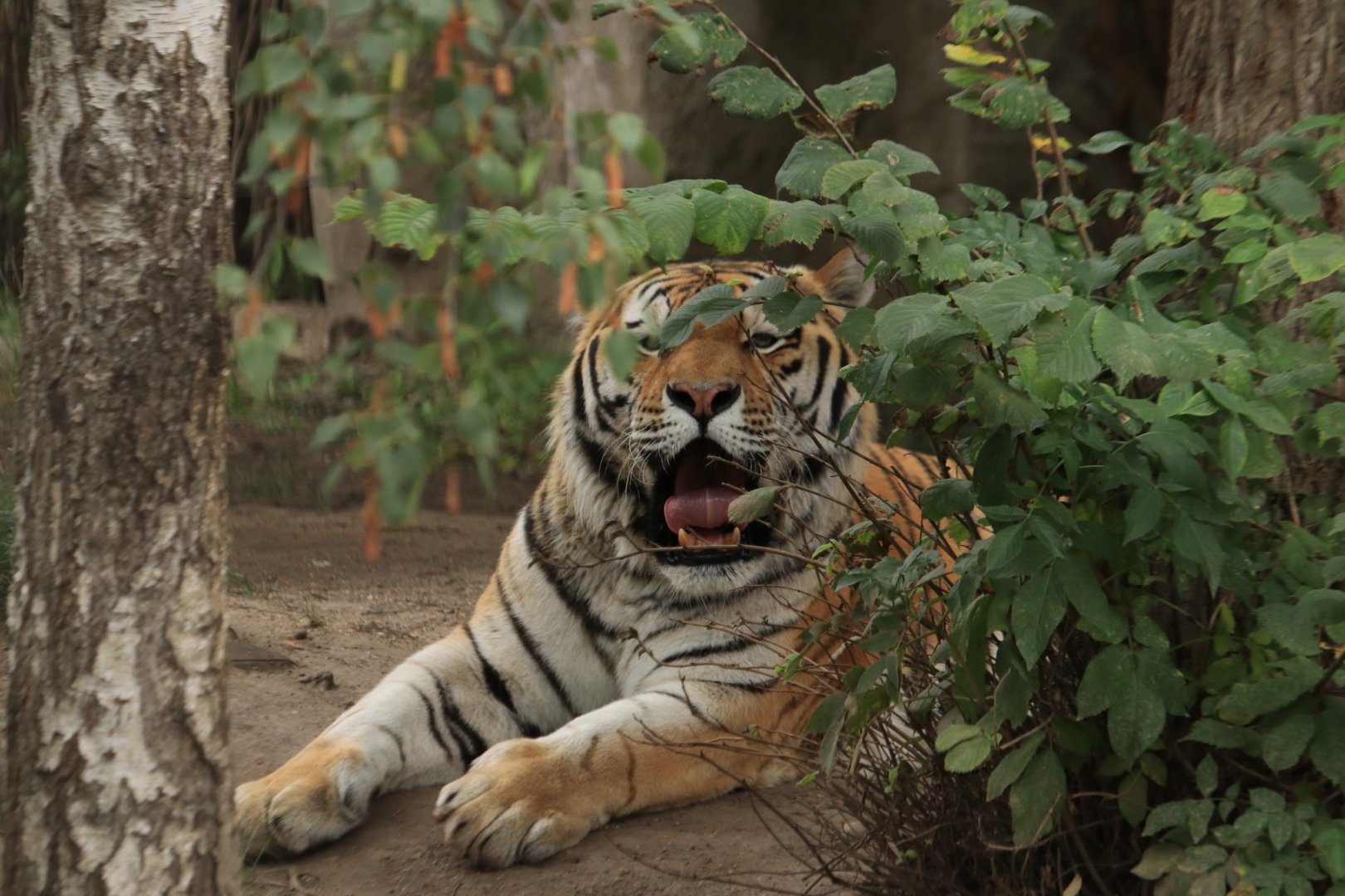 Amur tiger (August 2019)