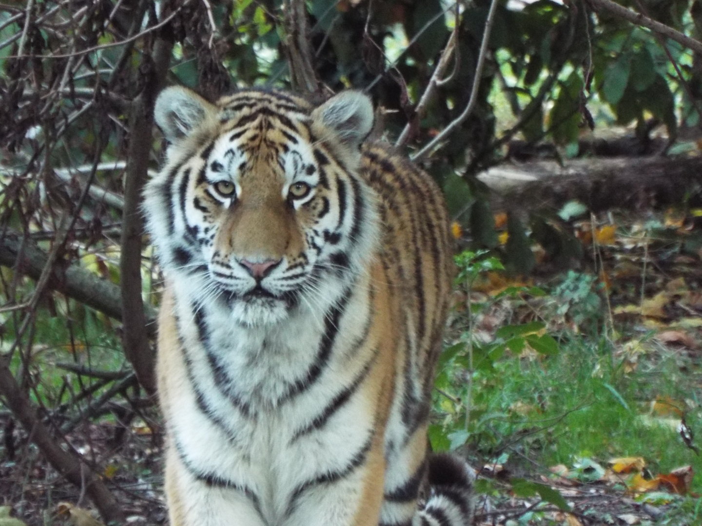Amur Tiger, Banham Zoological Gardens