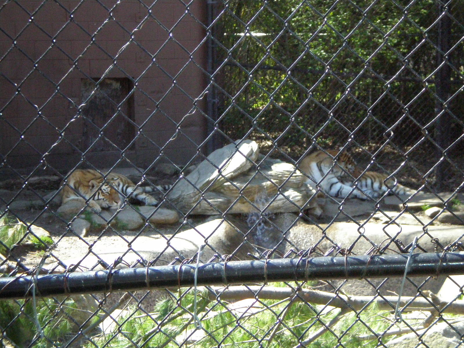 Amur Tiger- Beardsley Zoo MAY07 VIII