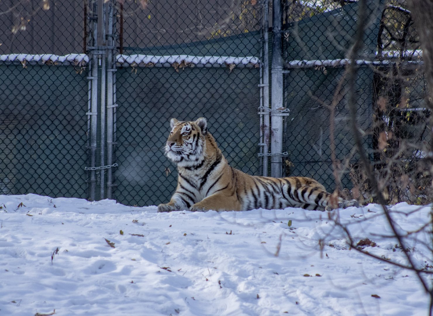 Amur Tiger Breath