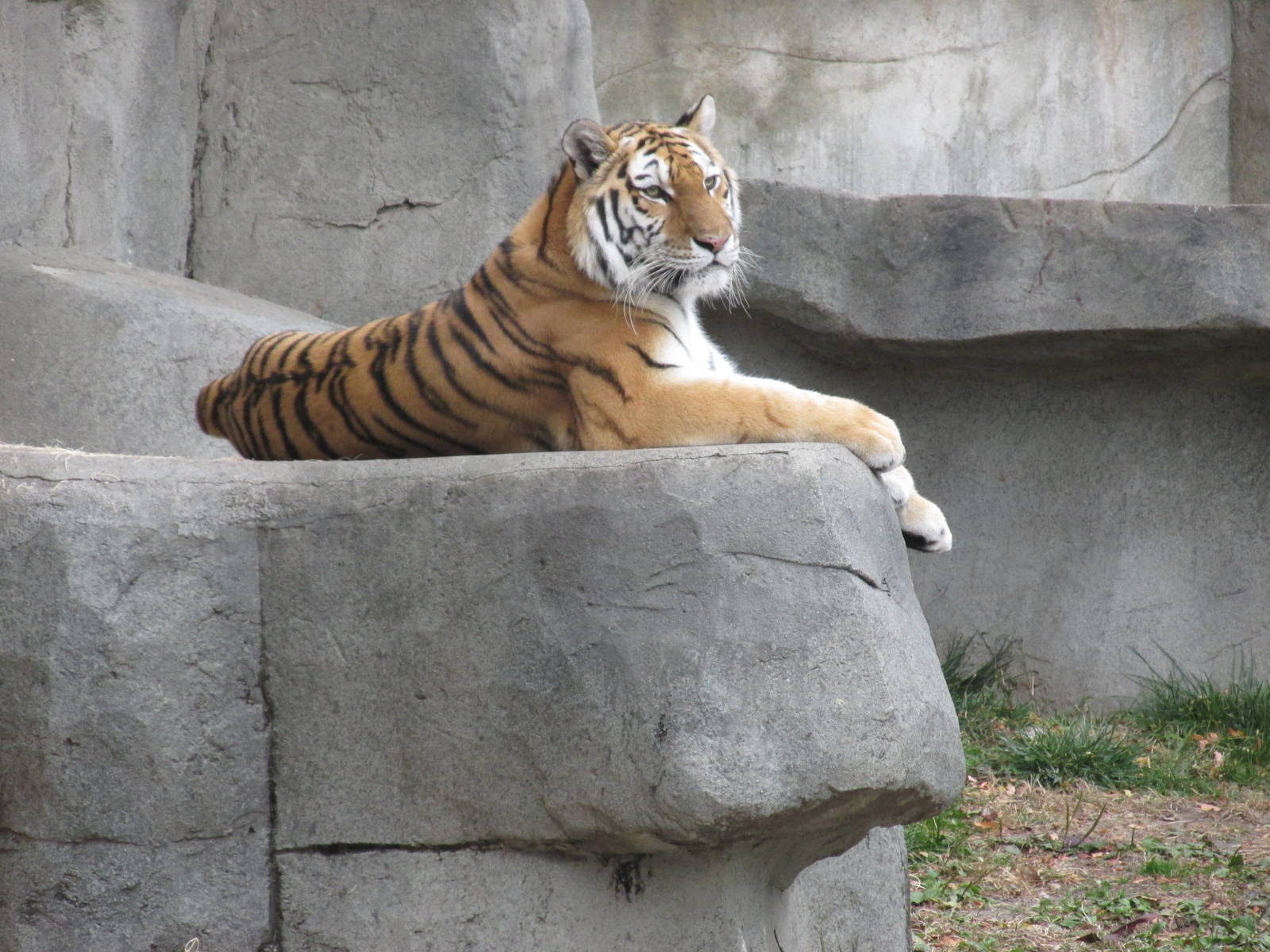 amur tiger brookfield zoo