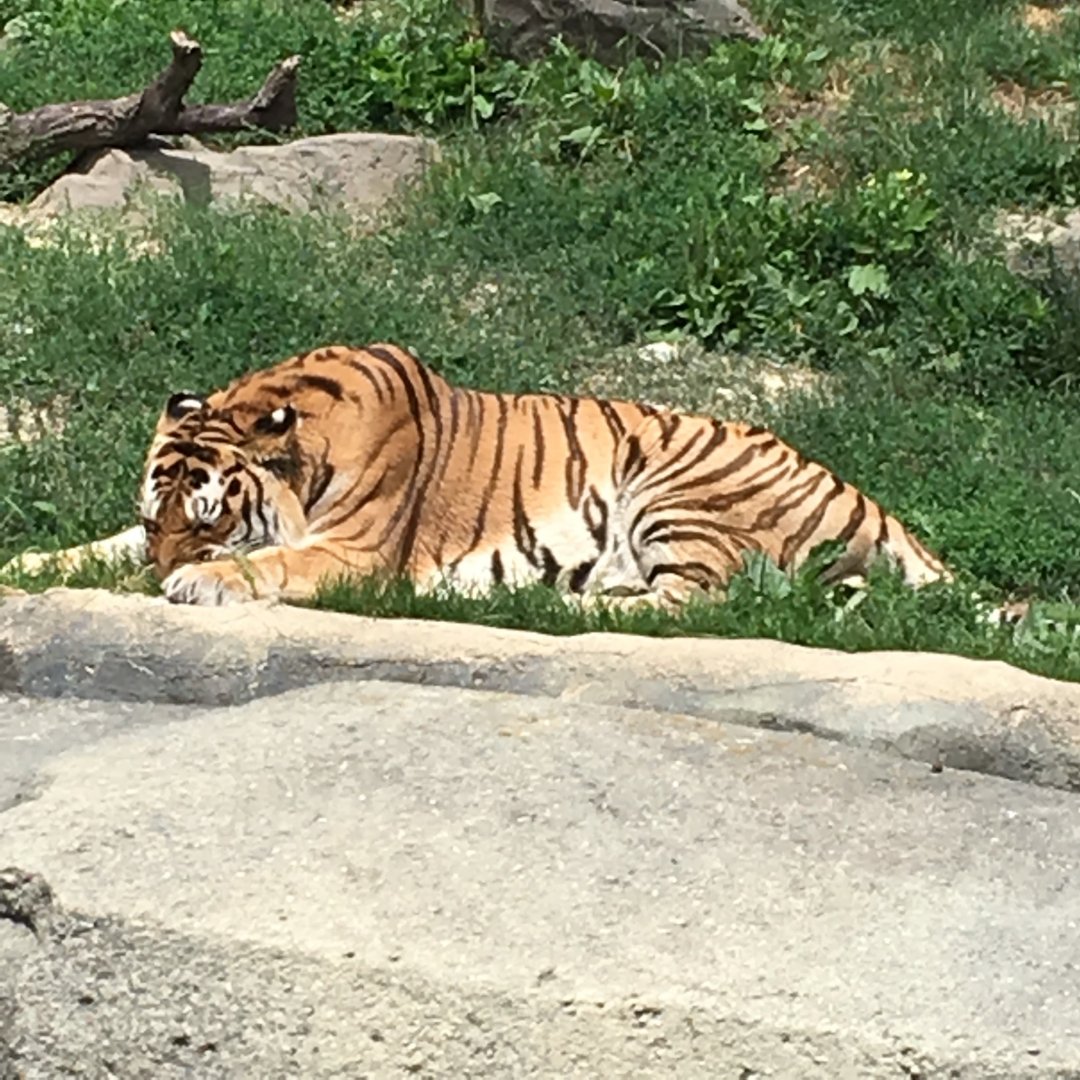 Amur Tiger | Brookfield Zoo
