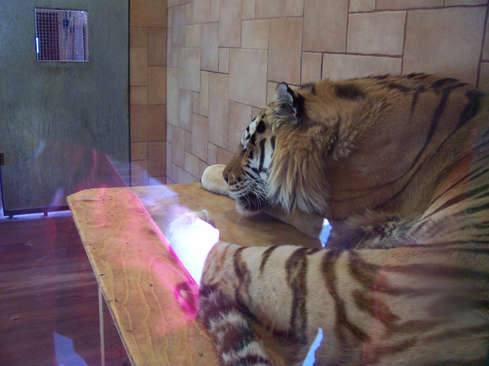 Amur tiger close, June 11, 2009