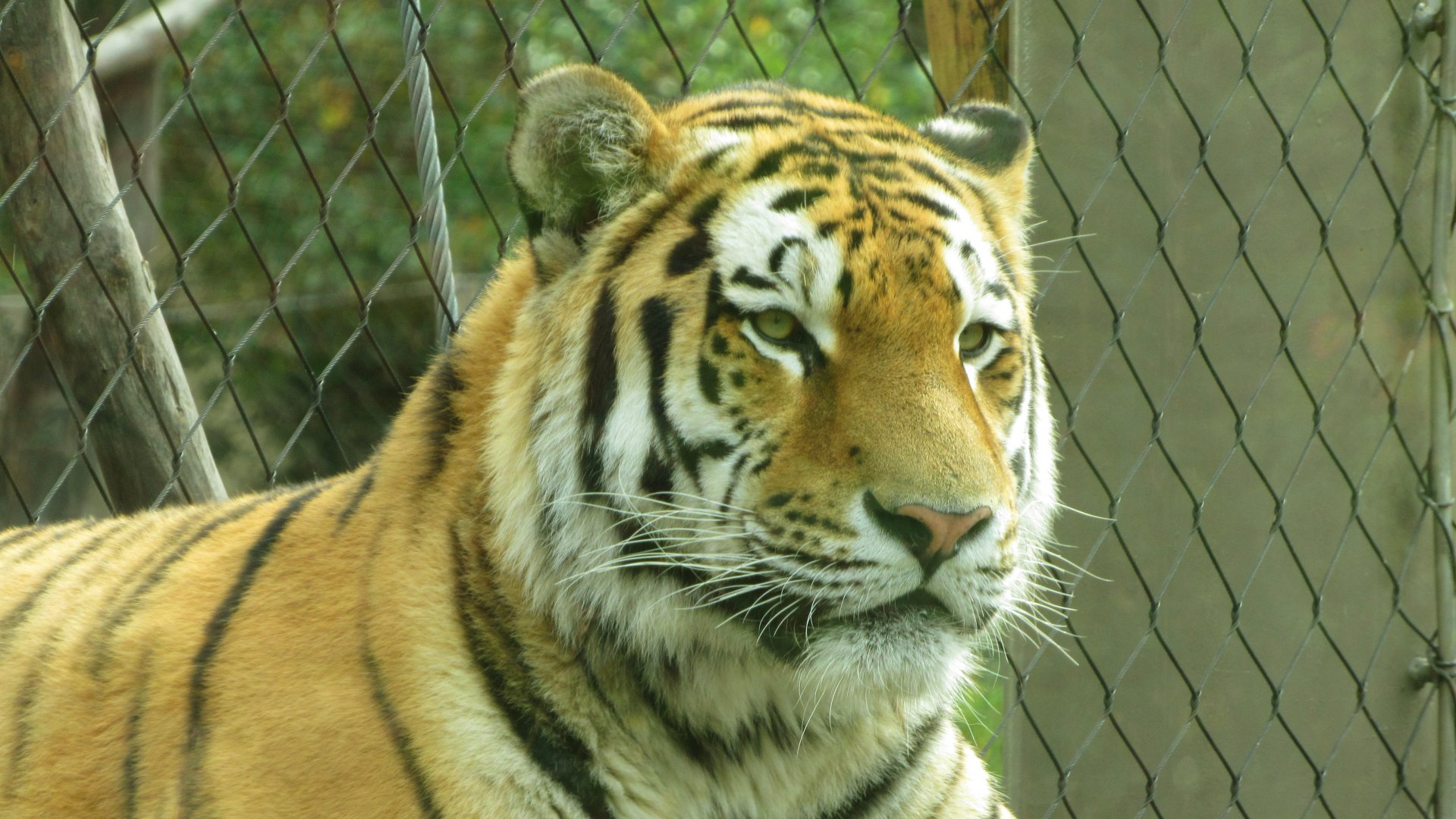 Amur Tiger Closeup