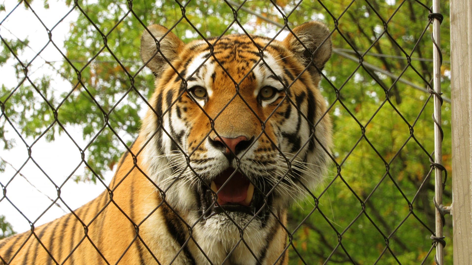 Amur Tiger Closeup