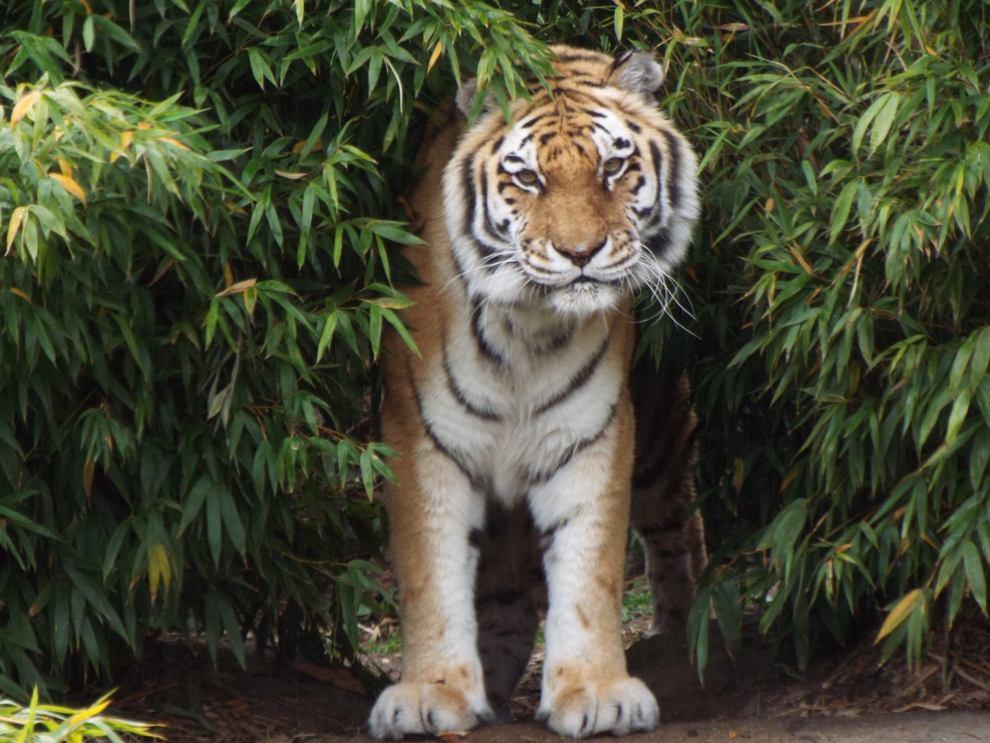 Amur Tiger, Colchester Zoo