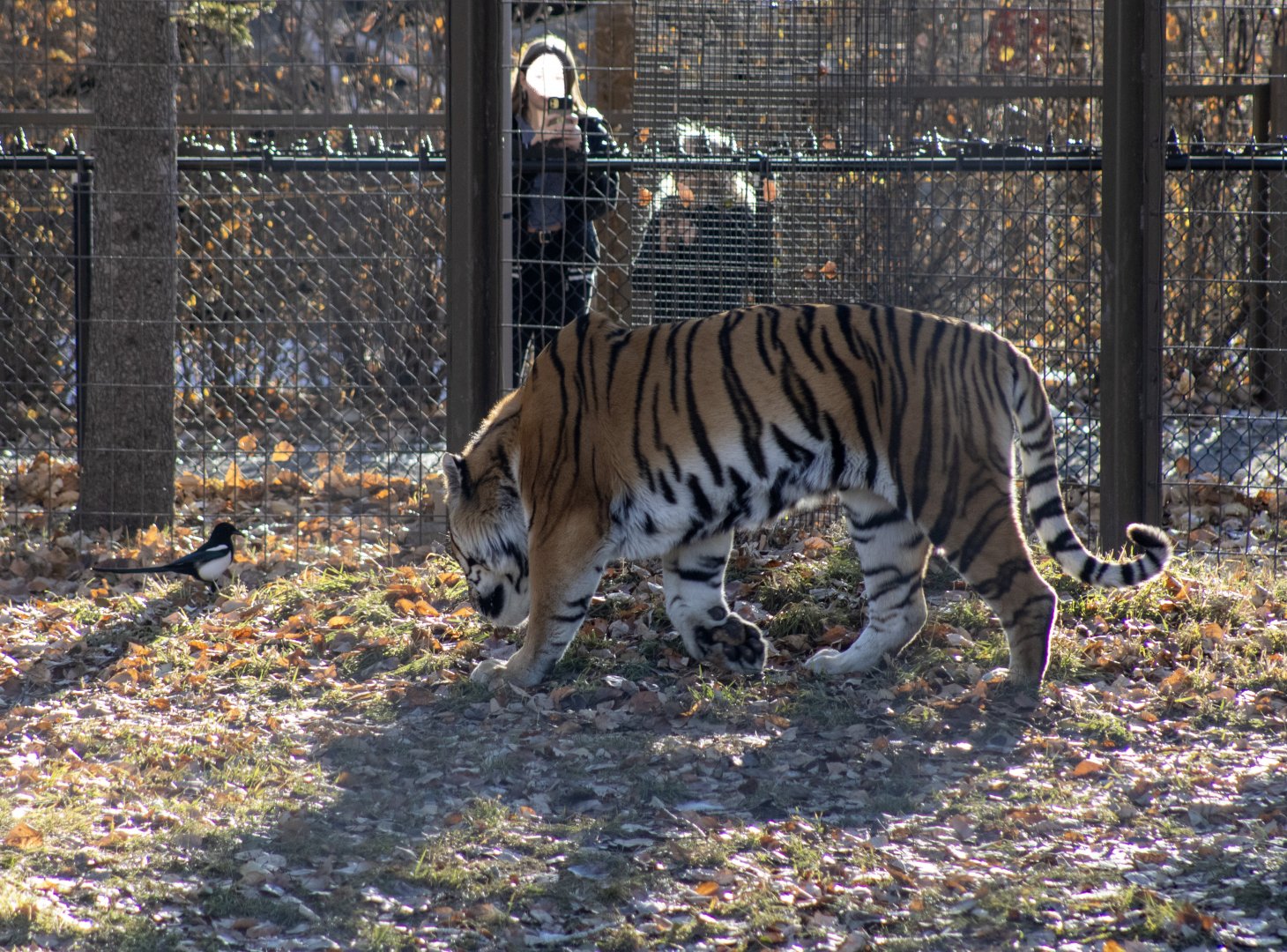 Amur Tiger consulting a Black-billed Magpie.