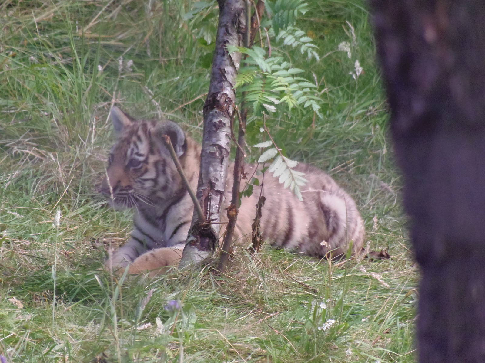 Amur tiger cub    25/08/13