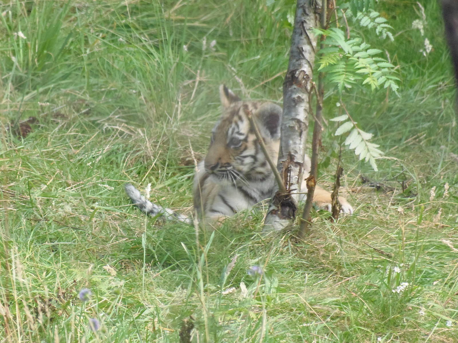 Amur tiger cub     25/08/13