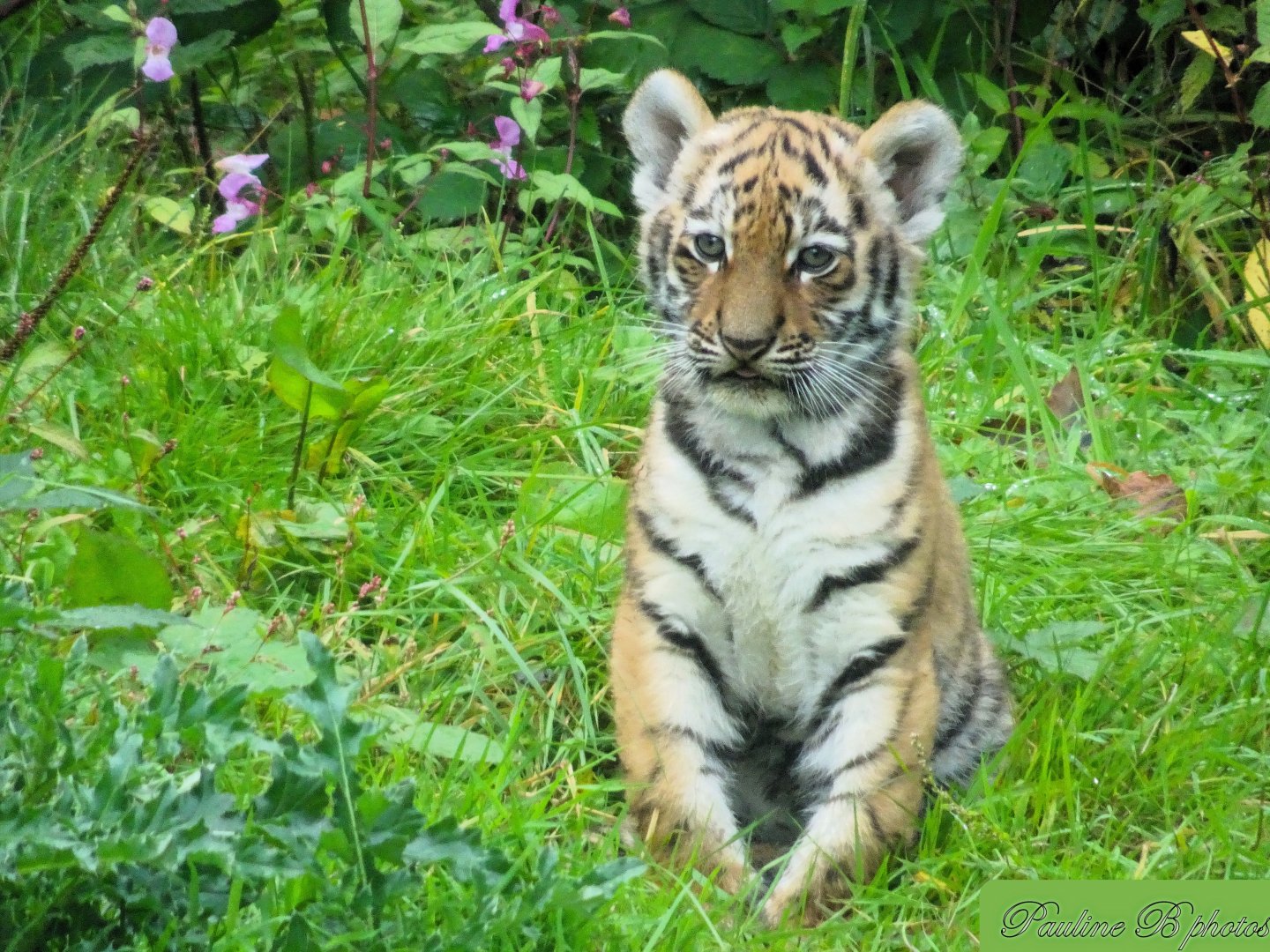 Amur Tiger cub 28 September 2025