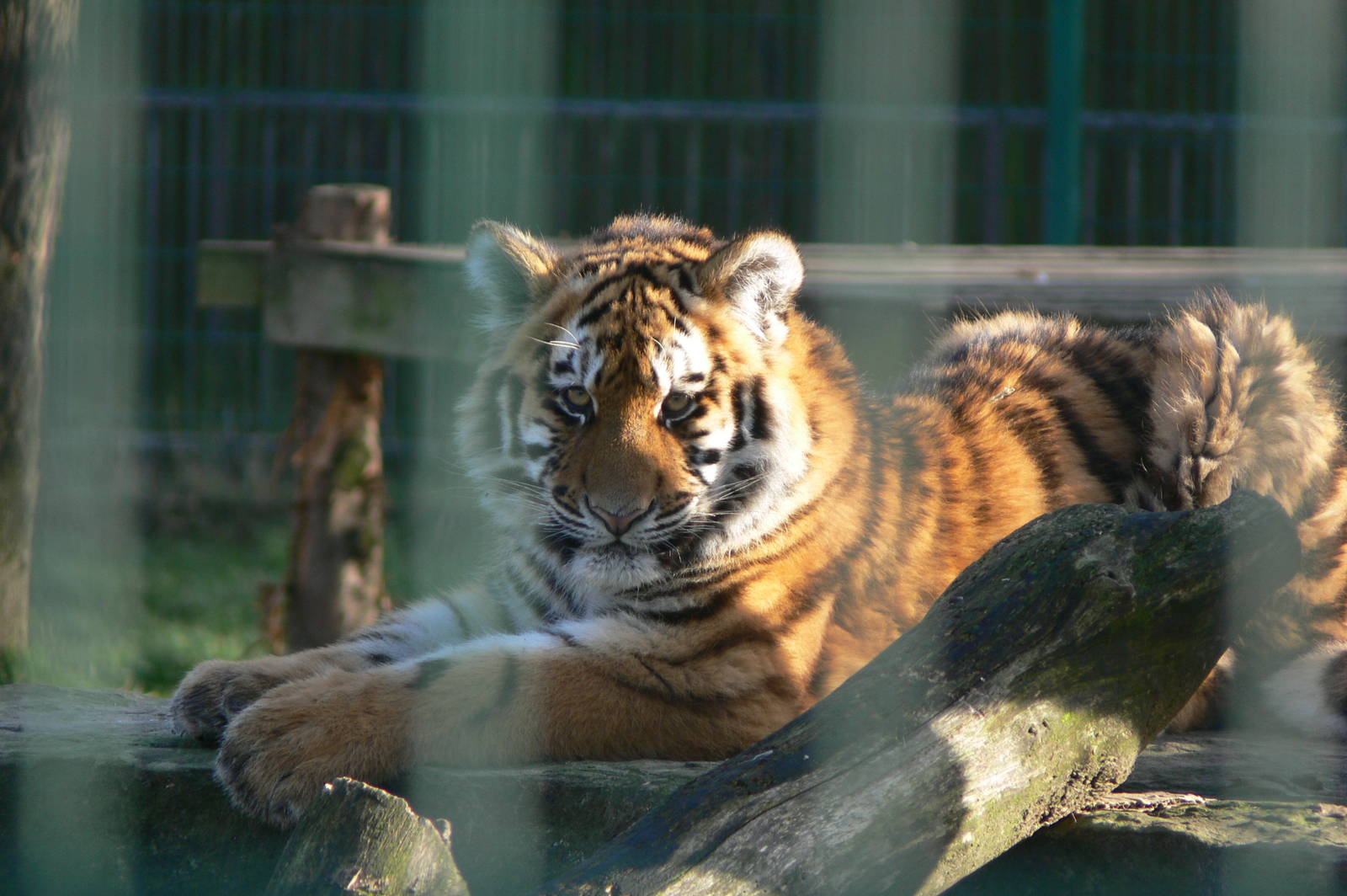 Amur Tiger Cub at Blackpool Zoo, 15/01/15