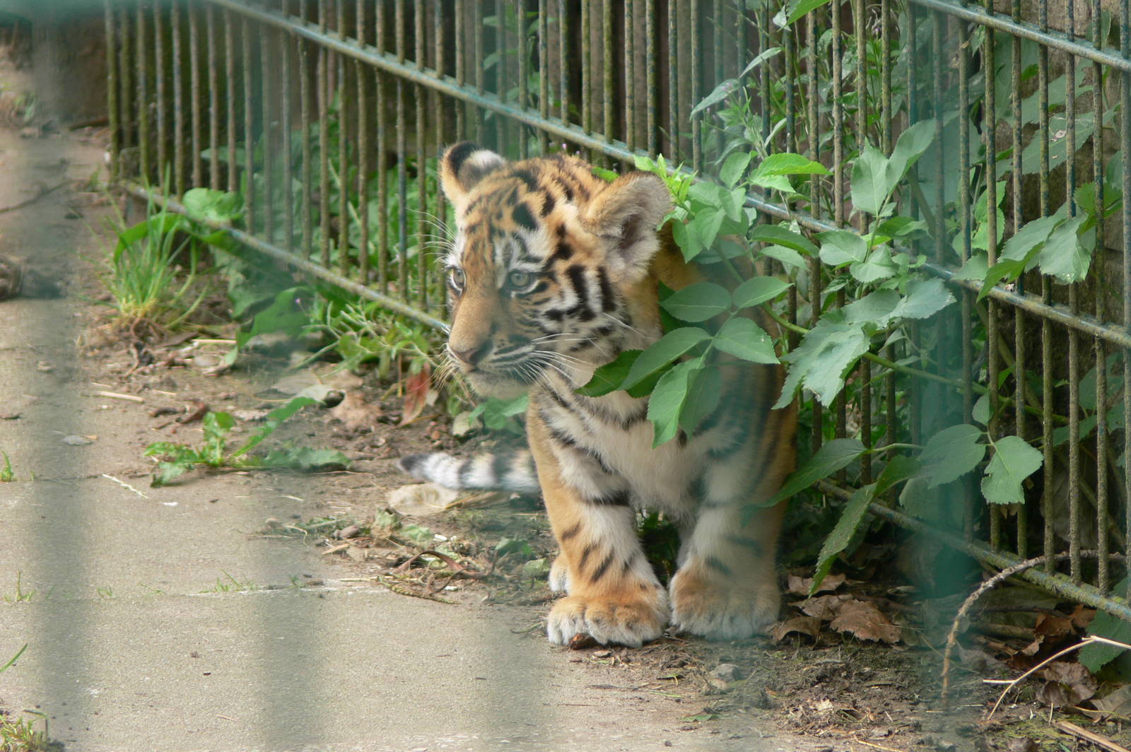 Amur Tiger cub at Blackpool Zoo, 16/08/14