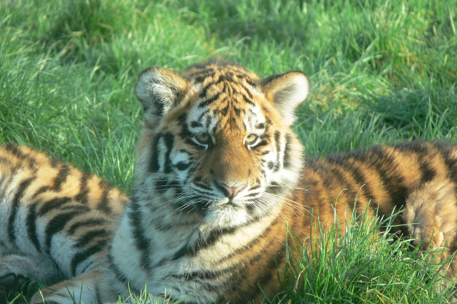 Amur Tiger Cub at Blackpool Zoo, 24/12/14