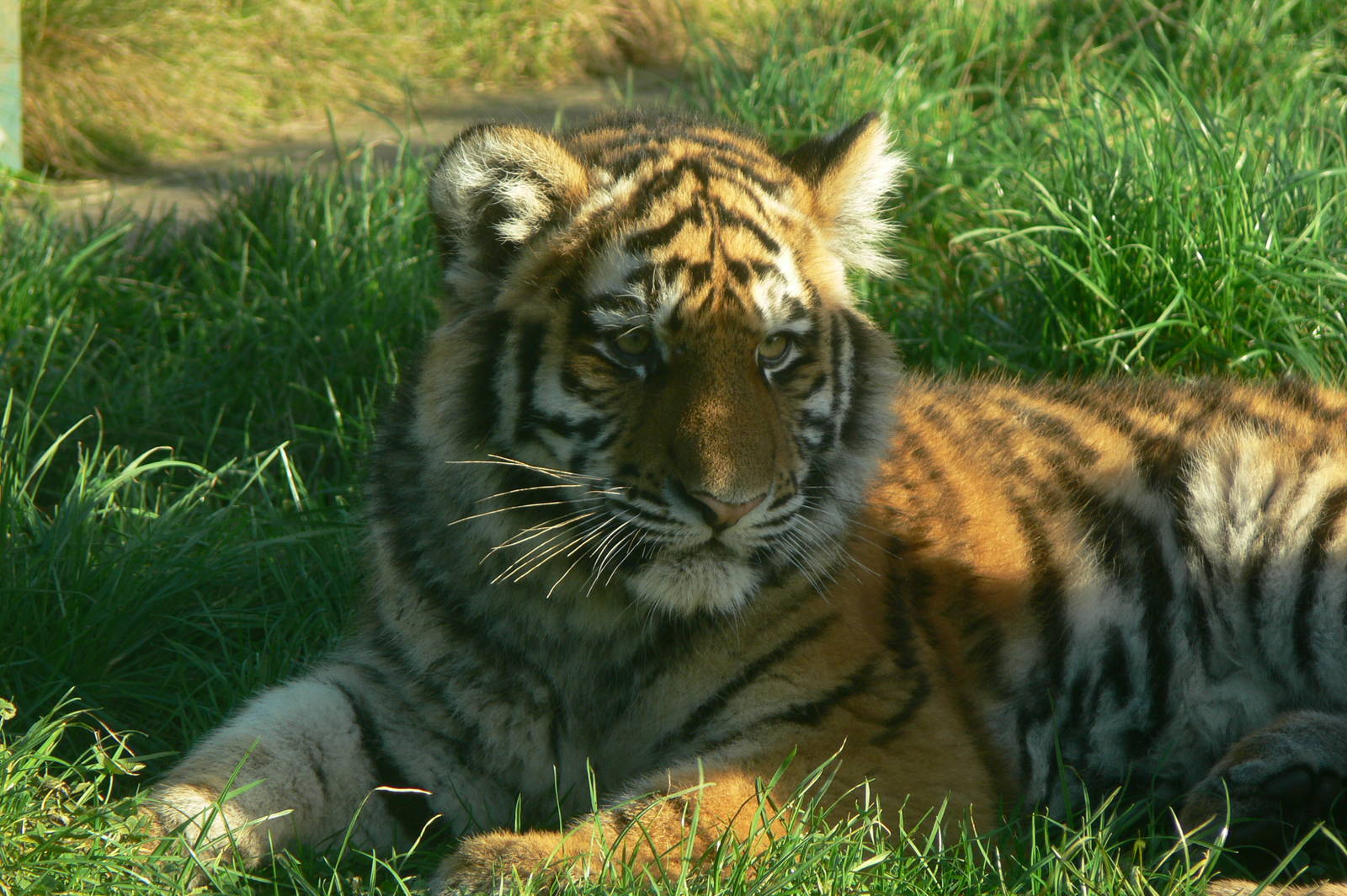Amur Tiger Cub at Blackpool Zoo, 24/12/14