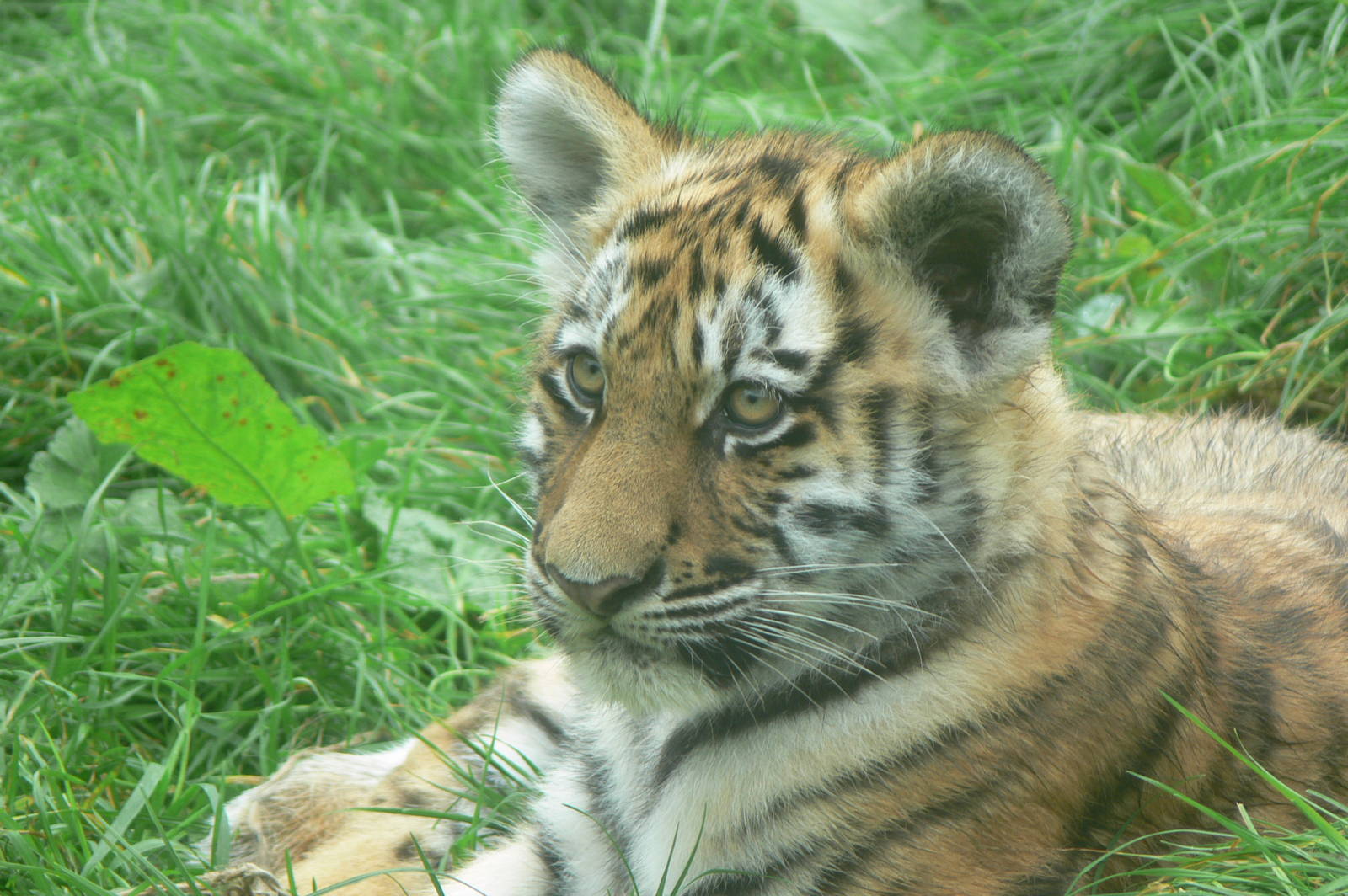Amur Tiger Cub at Blackpool Zoo, 27/09/14
