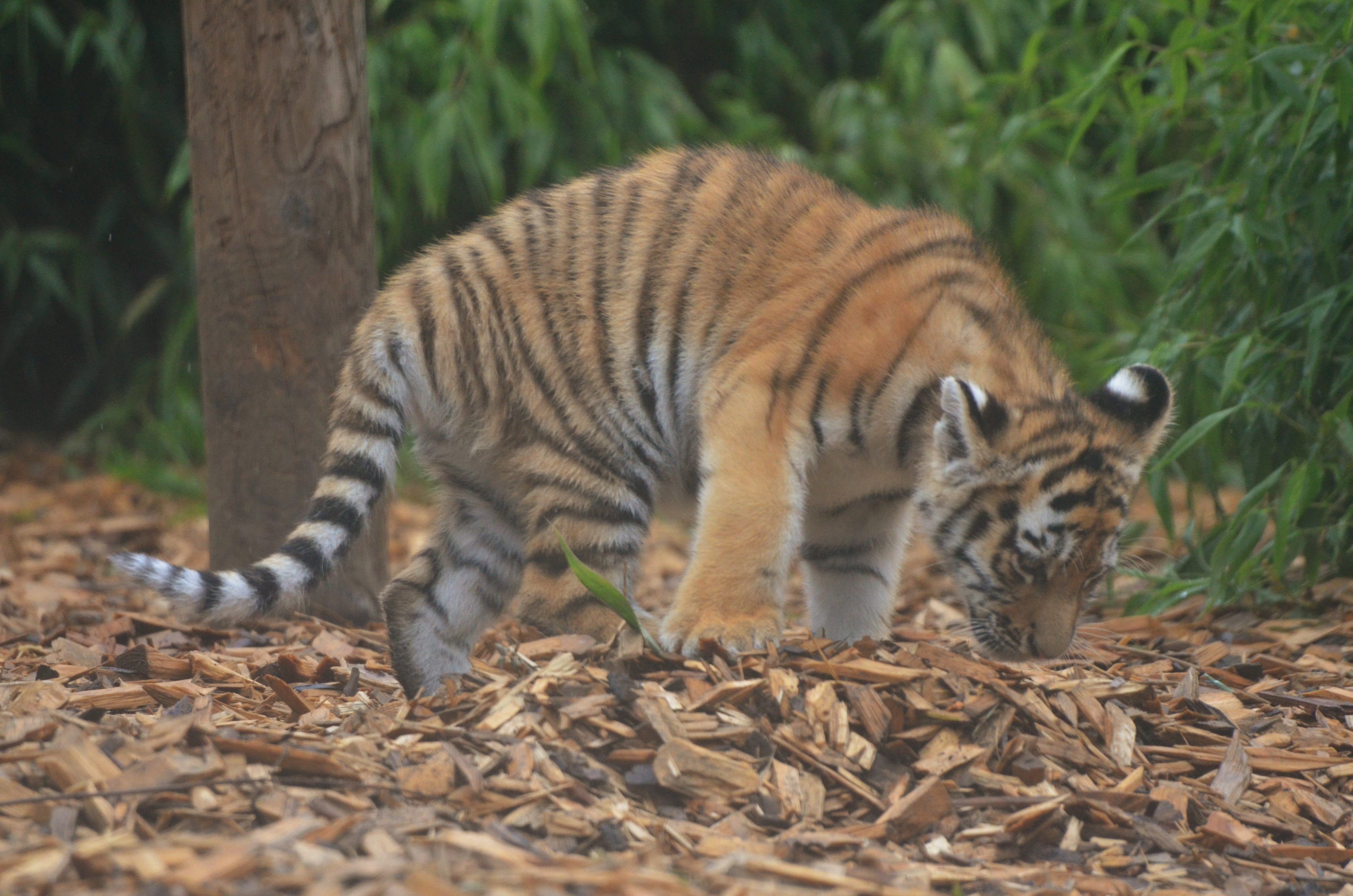 Amur Tiger Cub at Colchester, 09/09/19