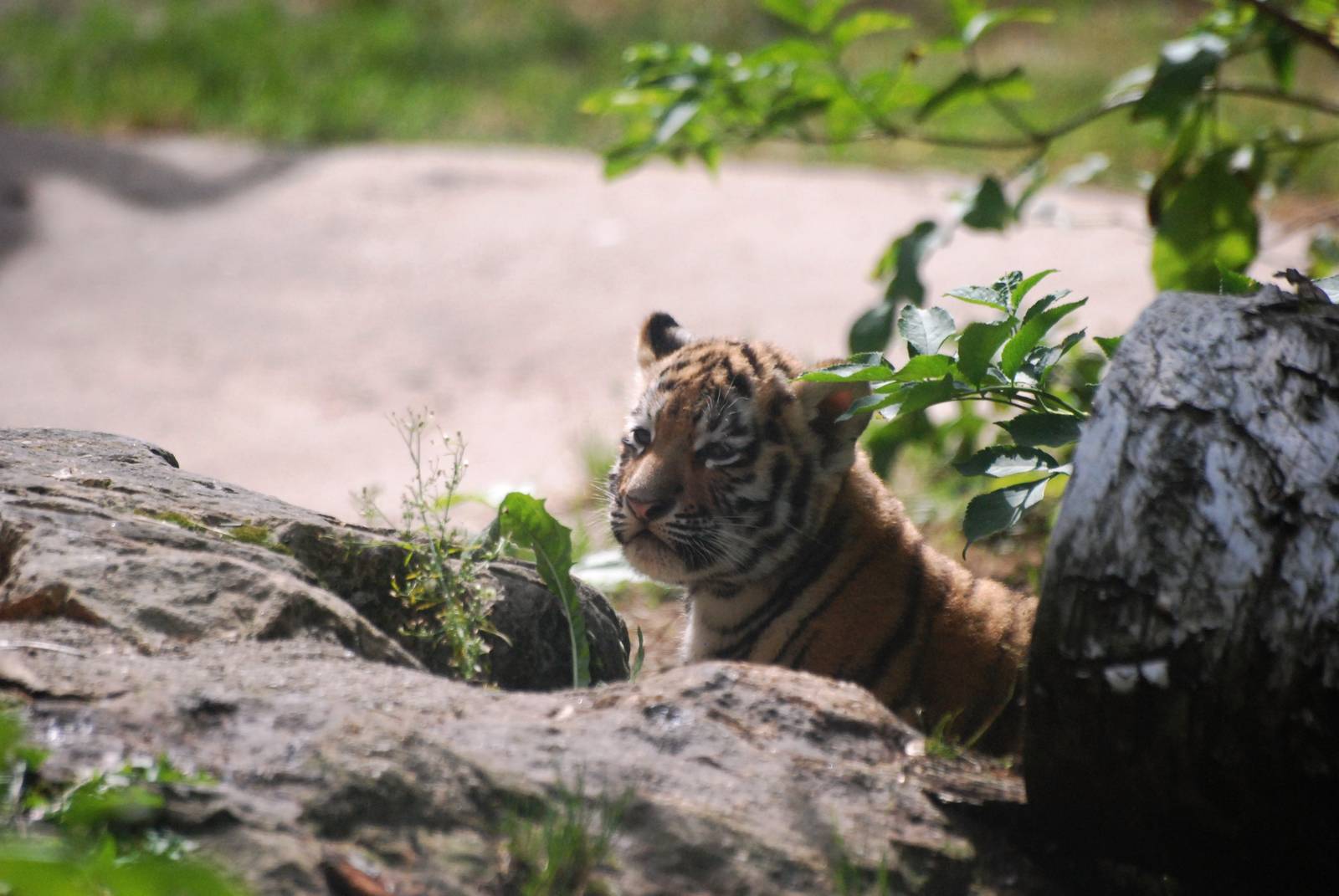 Amur Tiger Cub at Dvur Kralove, 27/08/12
