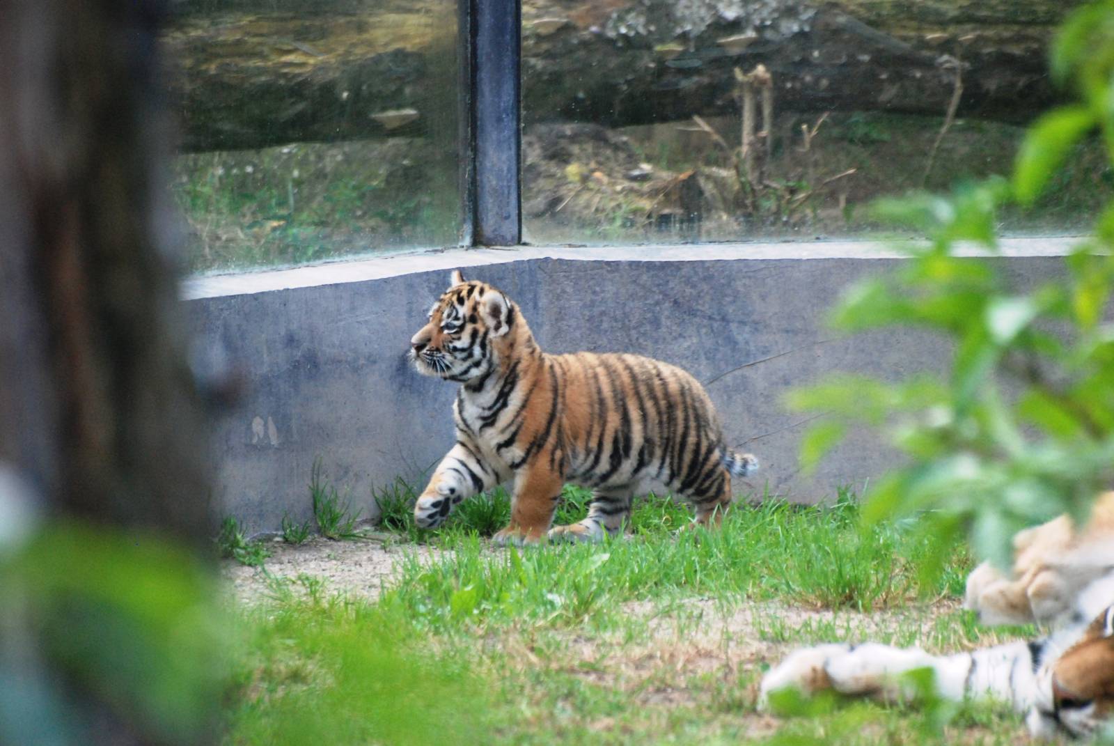 Amur Tiger Cub at Dvur Kralove, 27/08/12