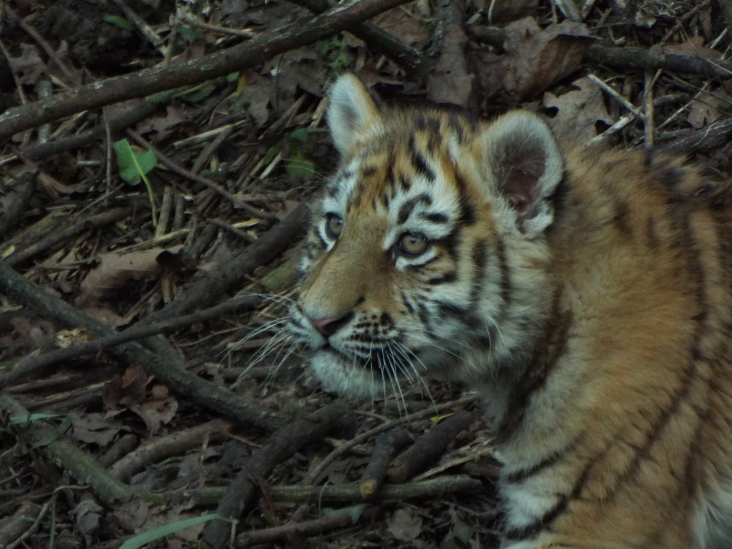 Amur Tiger Cub, Banham Zoo